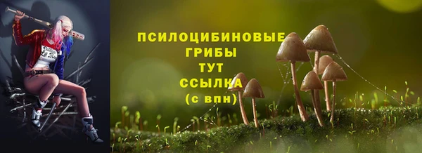 индика Новозыбков